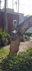 Sciurus stramineus