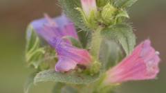 Echium rosulatum