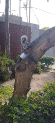 Sciurus stramineus