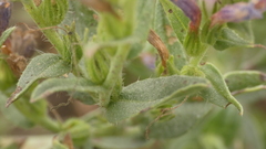 Echium rosulatum
