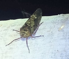 Enchophora pallidipunctata