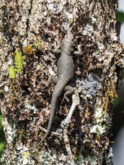 Sceloporus formosus