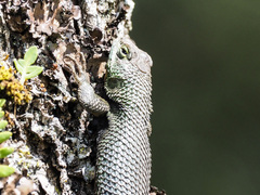 Sceloporus formosus