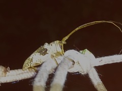 Lochmaeocles nigritarsus