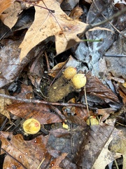 Calostoma lutescens
