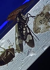 Hyaleucerea vulnerata