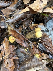 Calostoma lutescens