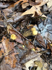 Calostoma lutescens