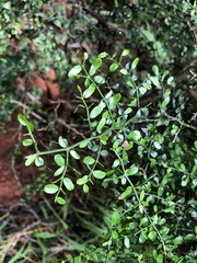 Everistia vacciniifolia nervosa