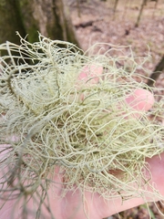 Usnea dasopoga