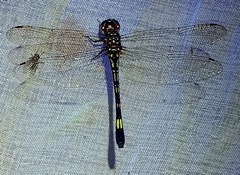 Brechmorhoga praecox