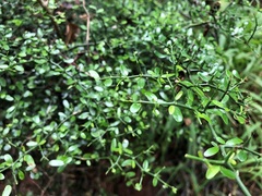 Everistia vacciniifolia nervosa