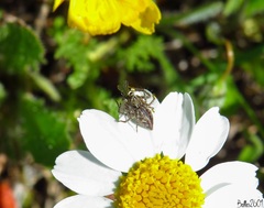 Oxyopes heterophthalmus