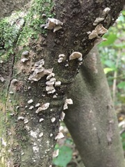 Campanella tristis