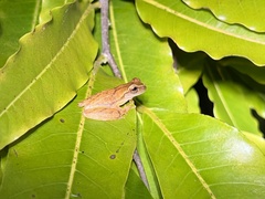 Dendropsophus microcephalus