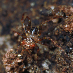 Dolichognatha