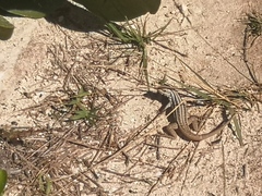 Leiocephalus cubensis