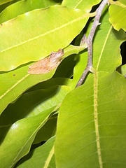Dendropsophus microcephalus