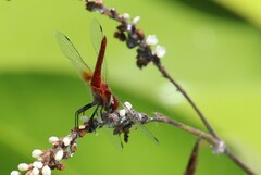 Aethriamanta nymphaeae