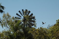 Milvus migrans affinis