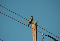 Milvus migrans affinis