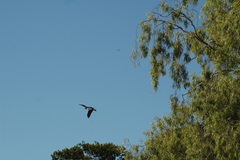 Milvus migrans affinis