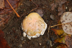 Amanita junquillea