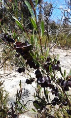 Dodonaea viscosa cuneata