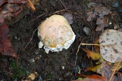 Amanita junquillea