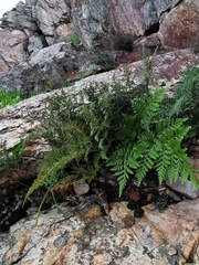 Davallia canariensis