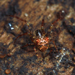 Dolichognatha
