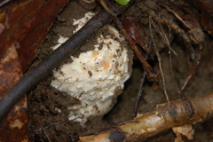 Amanita junquillea
