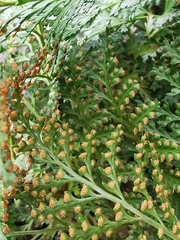 Davallia canariensis