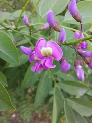 Lonchocarpus