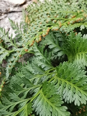 Davallia canariensis