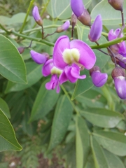 Lonchocarpus