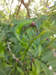 Lonchocarpus