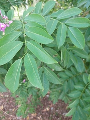 Lonchocarpus