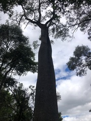 Brachychiton rupestris