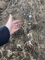 Cyphostemma natalitium