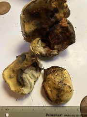 Buchwaldoboletus sphaerocephalus