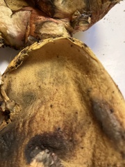 Buchwaldoboletus sphaerocephalus