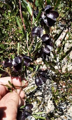 Dodonaea viscosa cuneata