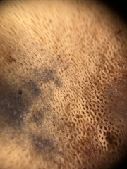 Buchwaldoboletus sphaerocephalus