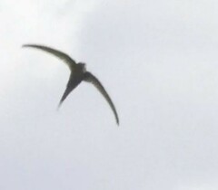 Cypsiurus parvus