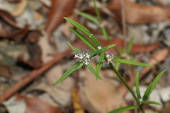 Spermacoce multicaulis