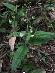 Veronica grosseserrata