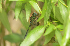 Rhionaeschna planaltica