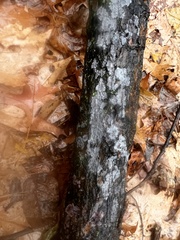 Byssocorticium atrovirens