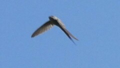 Cypsiurus parvus